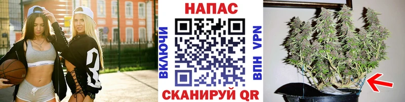 Конопля гибрид  Серафимович 
